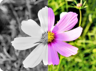 モノクロorカラーで選ぶ